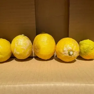 高知ゆめ農園の通販 - たべるとくらすと