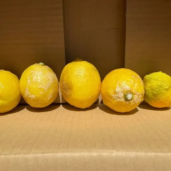 無農薬レモン｜国産・農家直送｜たべるとくらすと - たべるとくらすと