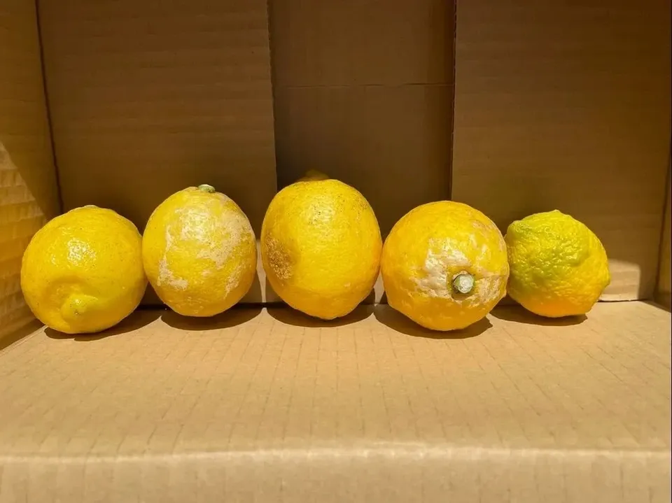 農薬不使用 レモン 加工用 高知ゆめ農園 (高知県産) 無農薬レモン通販