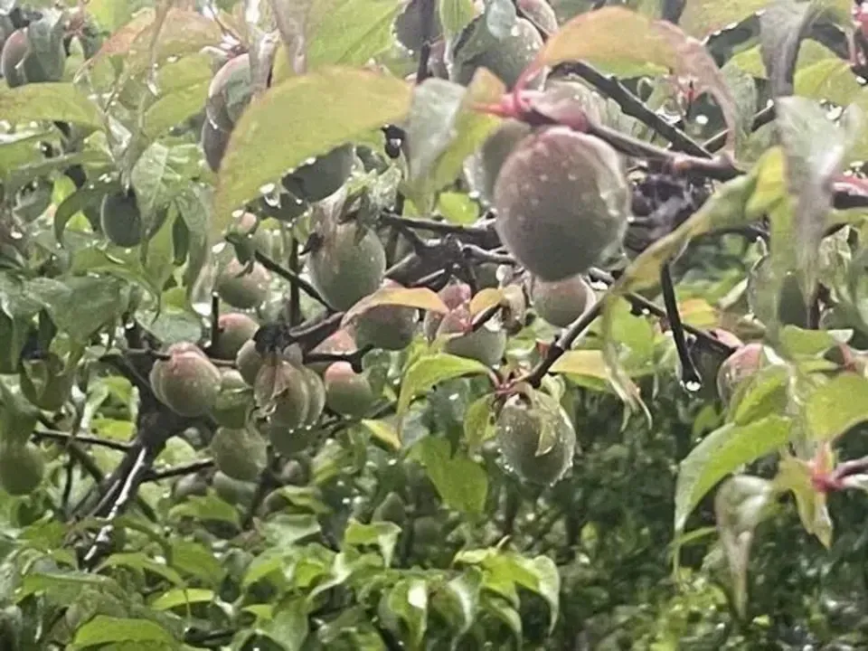 梅