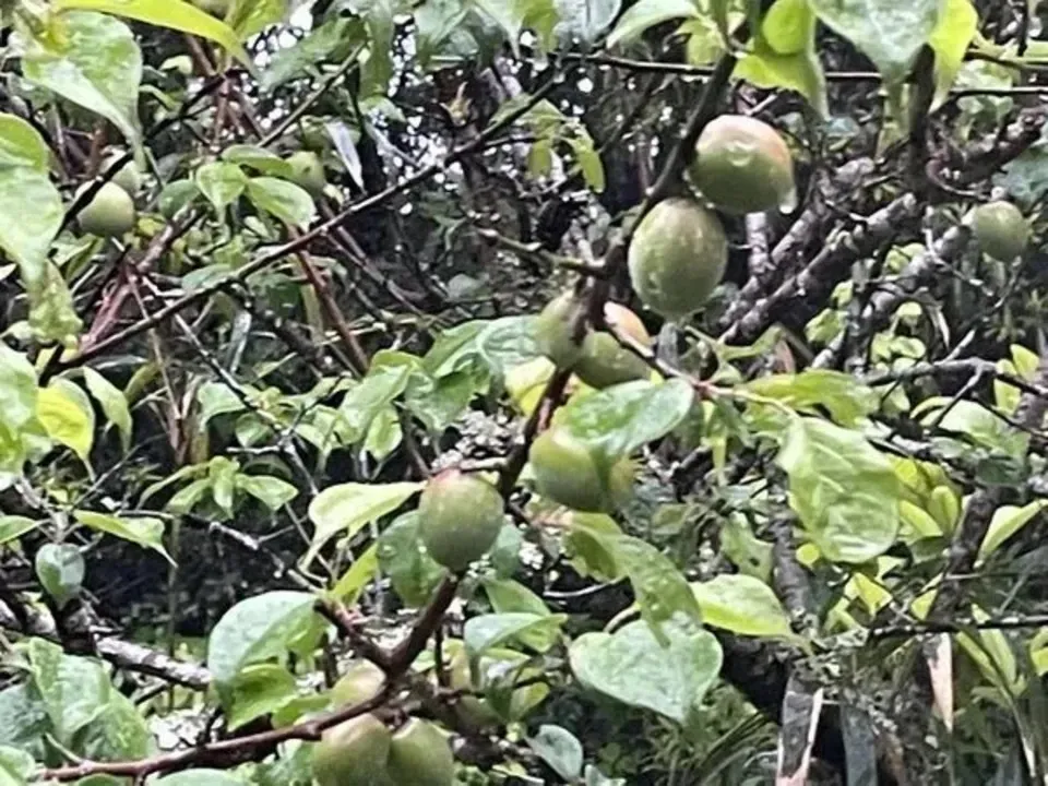梅