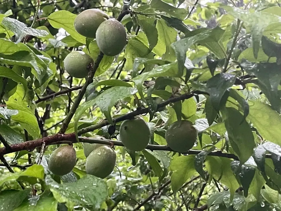 梅