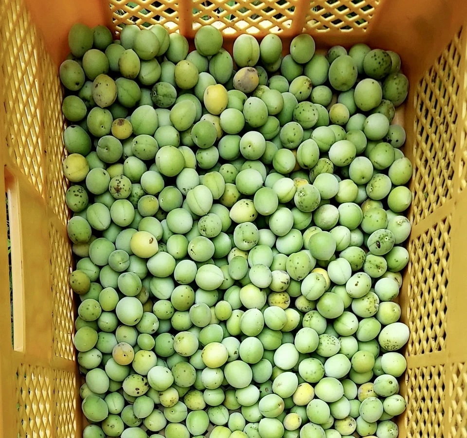無農薬梅の実｜産地直送｜たべるとくらすと - たべるとくらすと