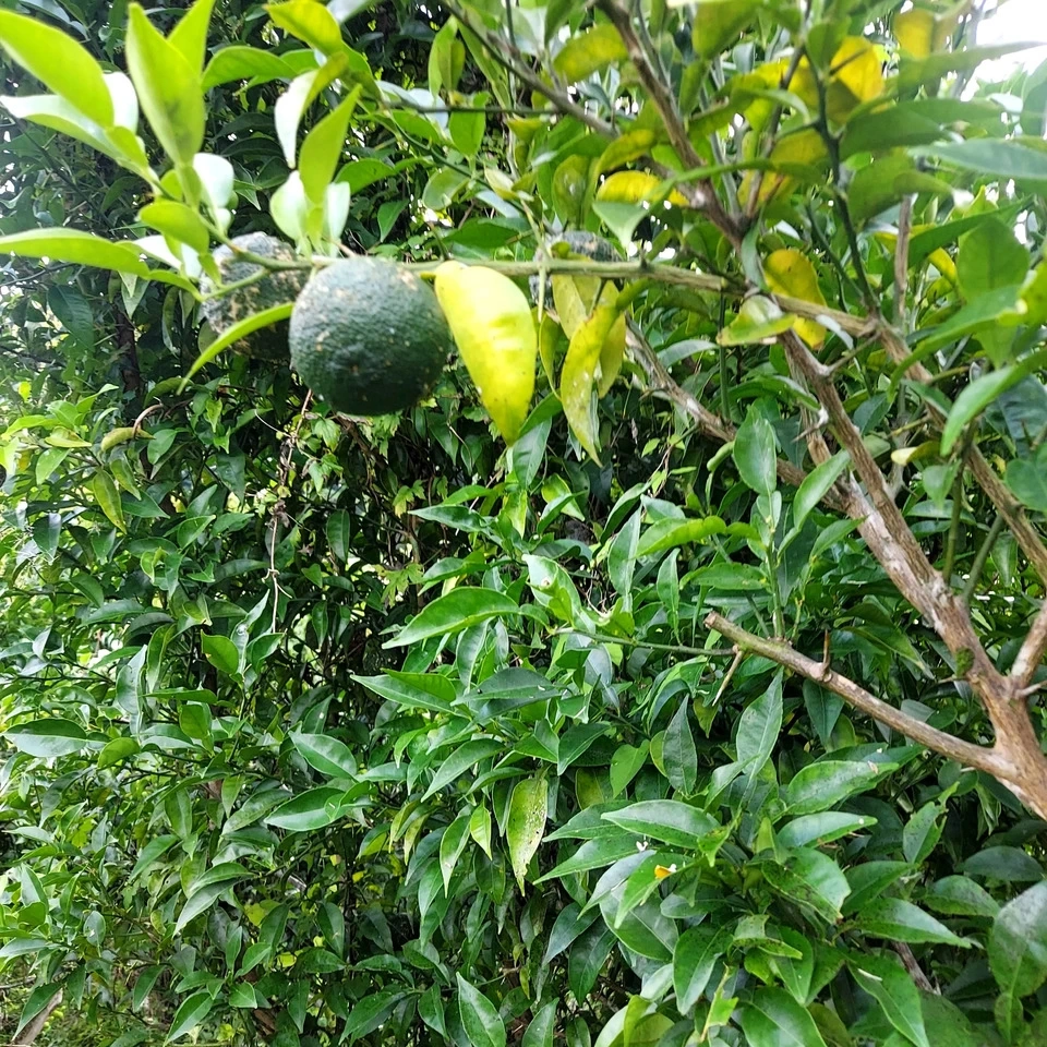 青柚子