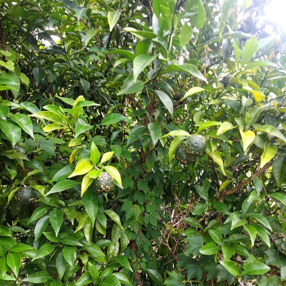 青柚子