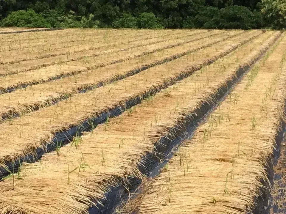 旬の味わいをそのままに＜新生姜＞栽培期間中農薬不使用・香り爽やかな
