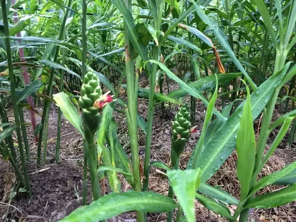 旬の味わいをそのままに＜新生姜＞栽培期間中農薬不使用・香り爽やかな