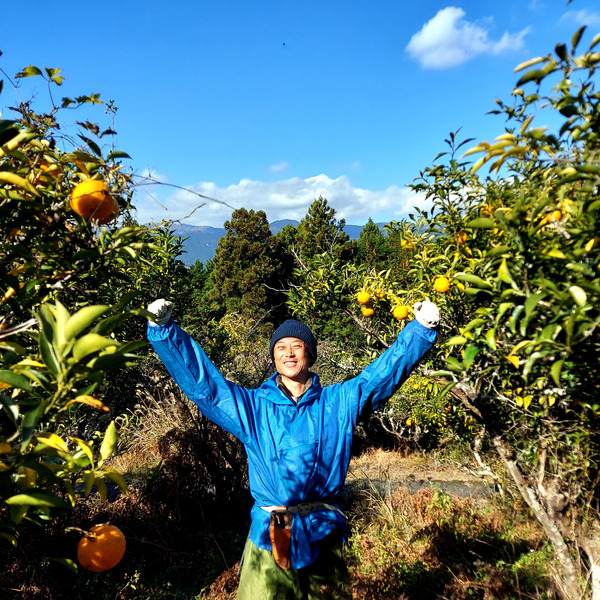 高知県産 農薬不使用 ゆず20kg 自然栽培】高知県産 農薬不使用ゆず 20kg 【公式通販】