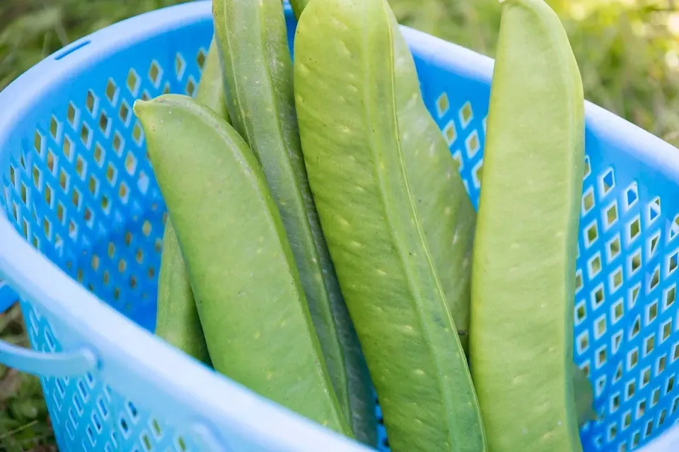 丹波なた豆茶 [無農薬・無化学肥料] ノンカフェイン 丹波なた豆茶のお