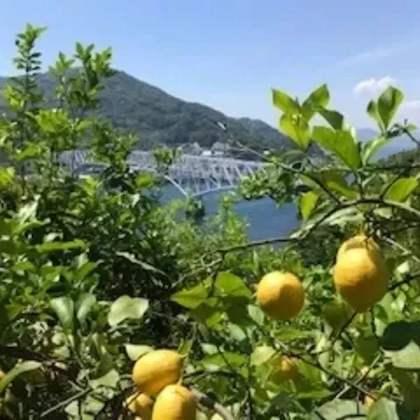 広島産瀬戸内レモン 注文後収穫します 国本農園 (広島県産) 無