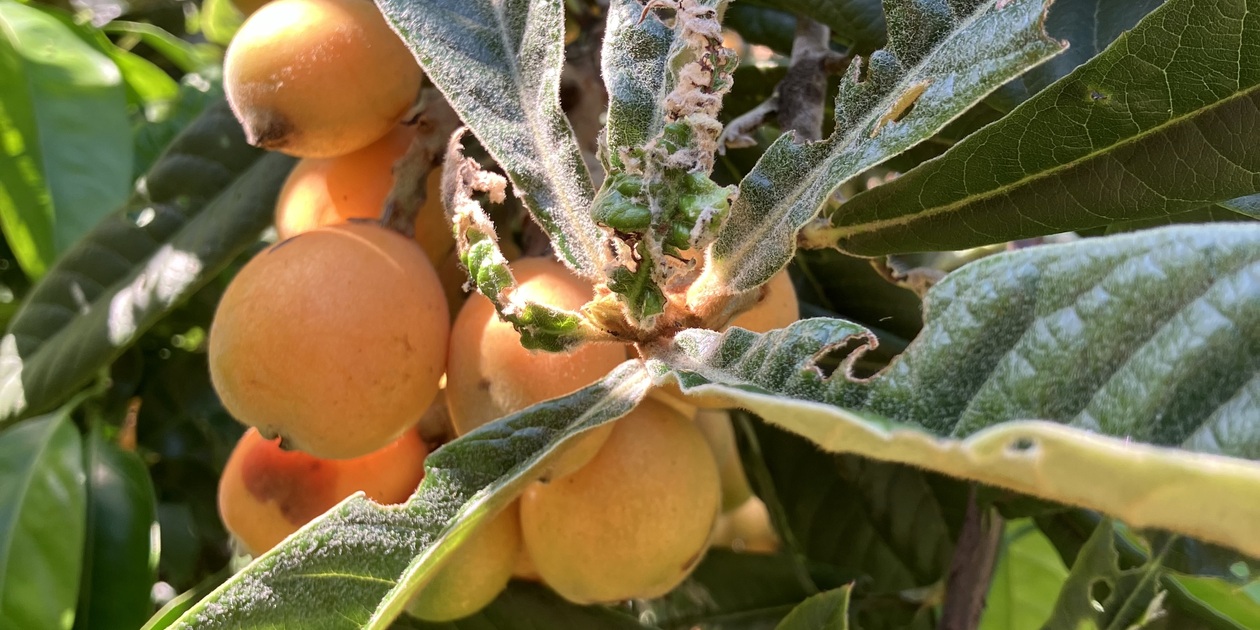 びわ ビワ 無農薬 最終富田様専用 国本農園 (広島県産) その他果物通販