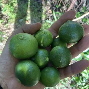 みかん・柑橘・オレンジ商品一覧 | 無添加・無農薬の食品ネット