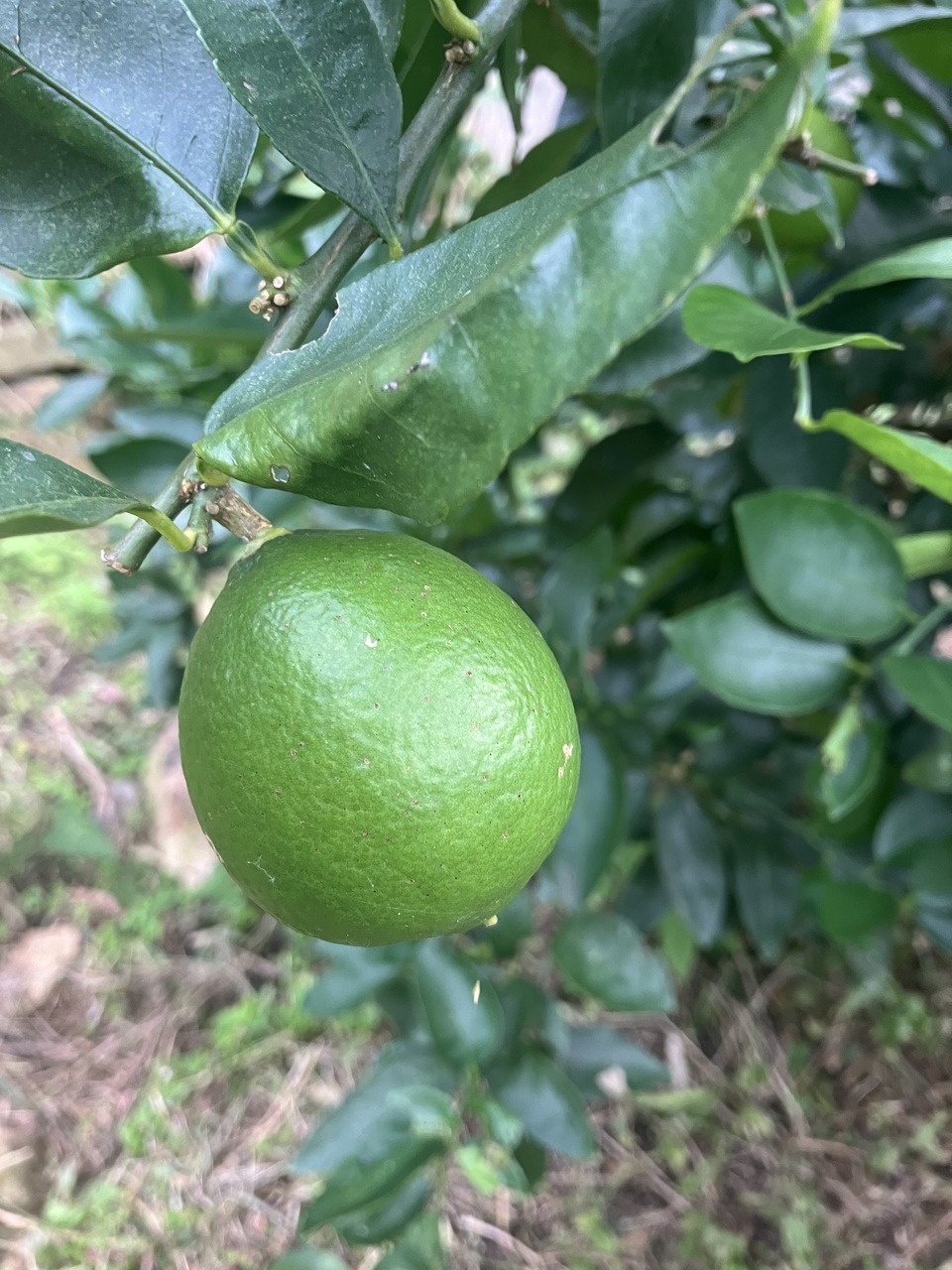 【数量限定】自然栽培・無農薬 ＜ライム＞