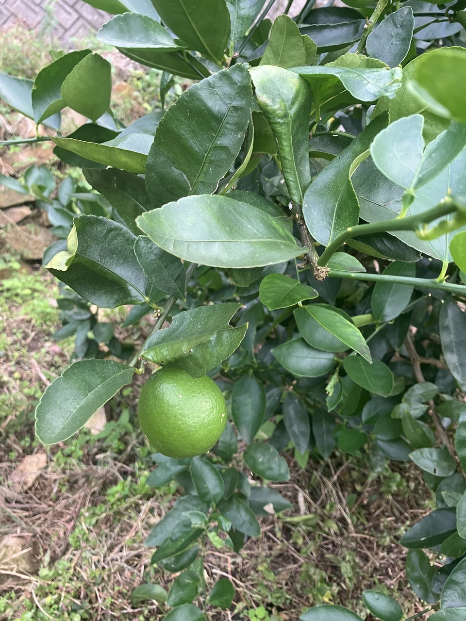 【数量限定】自然栽培・無農薬 ＜ライム＞