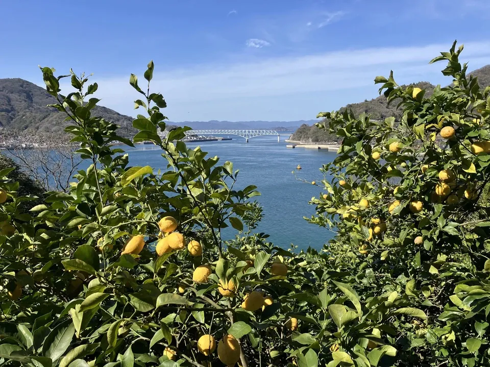 【クール便】無農薬レモン 加工用10kg ※北海道、東北、沖縄への発送不可 クール便】無農薬レモン 加工用10kg ※北海道、東北、沖縄への発送