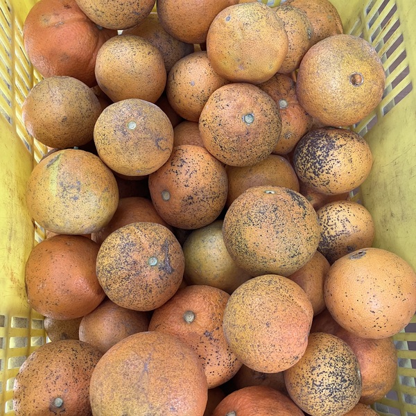 ネーブル　10k箱入り　瀬戸内産無農薬栽培 ネーブル 4.5キロ 無農薬 国本農園 (広島県産) みかん・柑橘・オレンジ