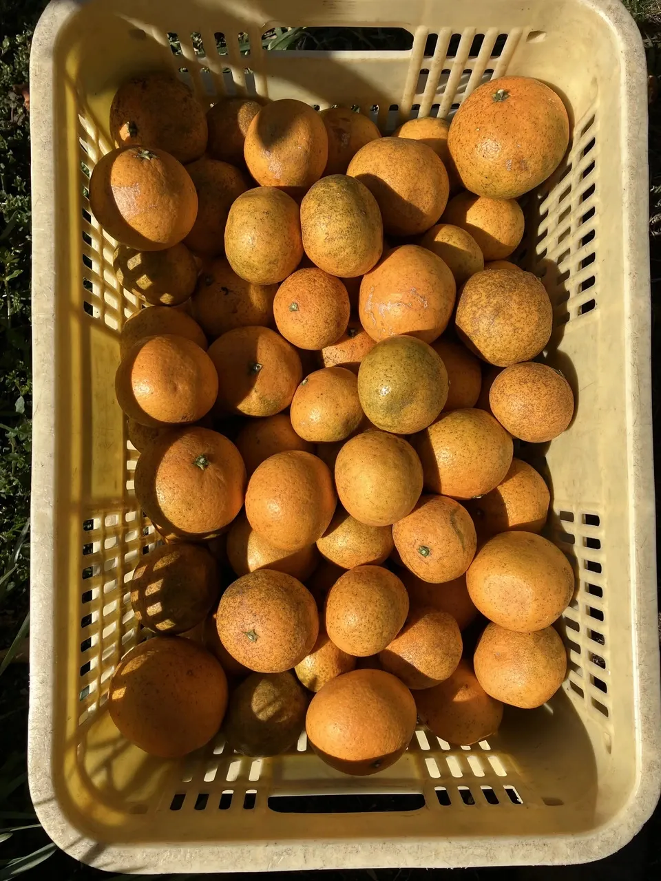 清見オレンジ 野鳥も大好物 特大サイズあり 国本農園 (広島県産
