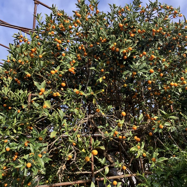 自然栽培＜完熟キンカン＞2キロ美味しさ最高です！ 国本農園 (広島県産