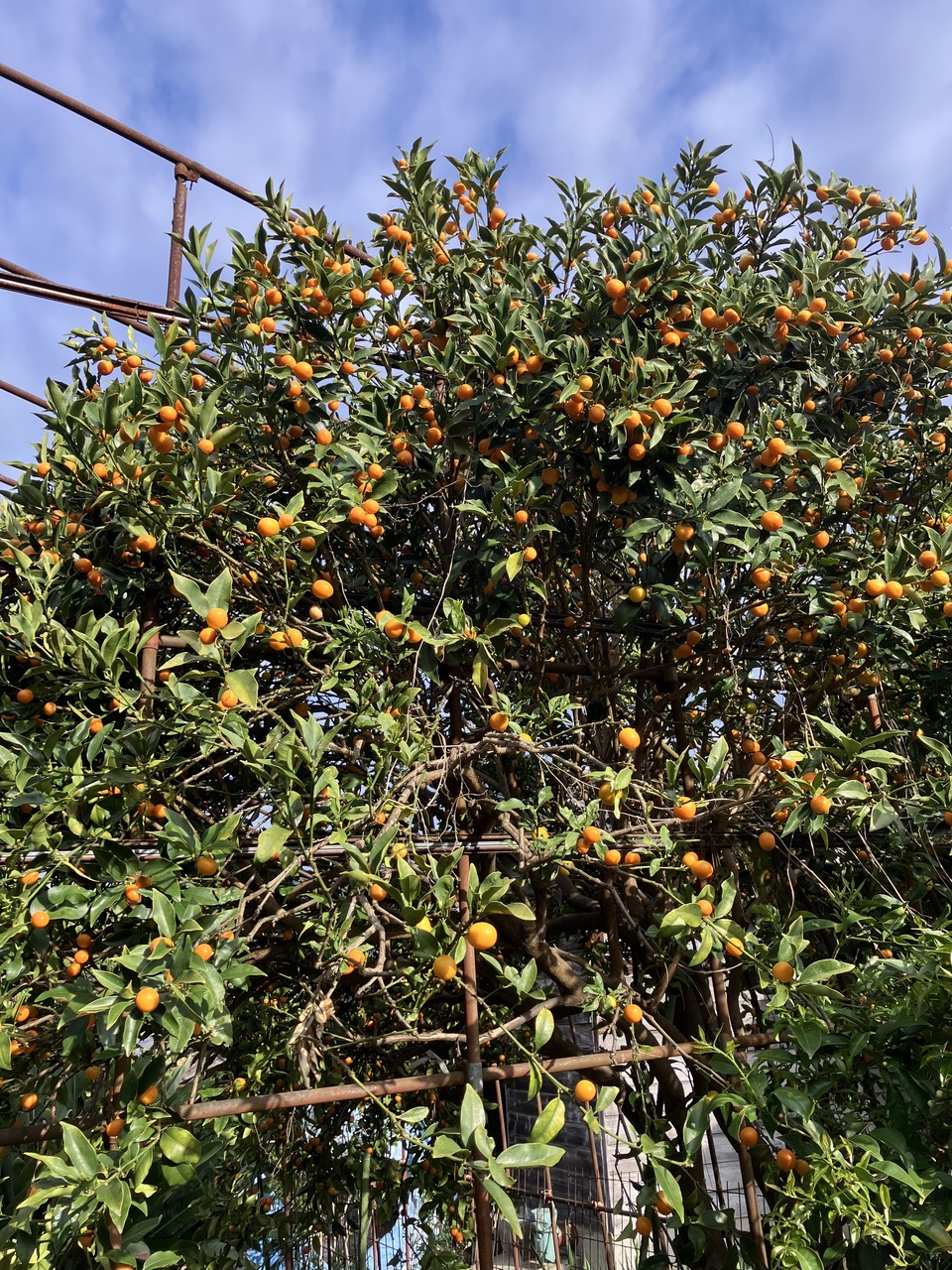 自然栽培＜完熟キンカン＞2キロ美味しさ最高です！ 国本農園 (広島県産