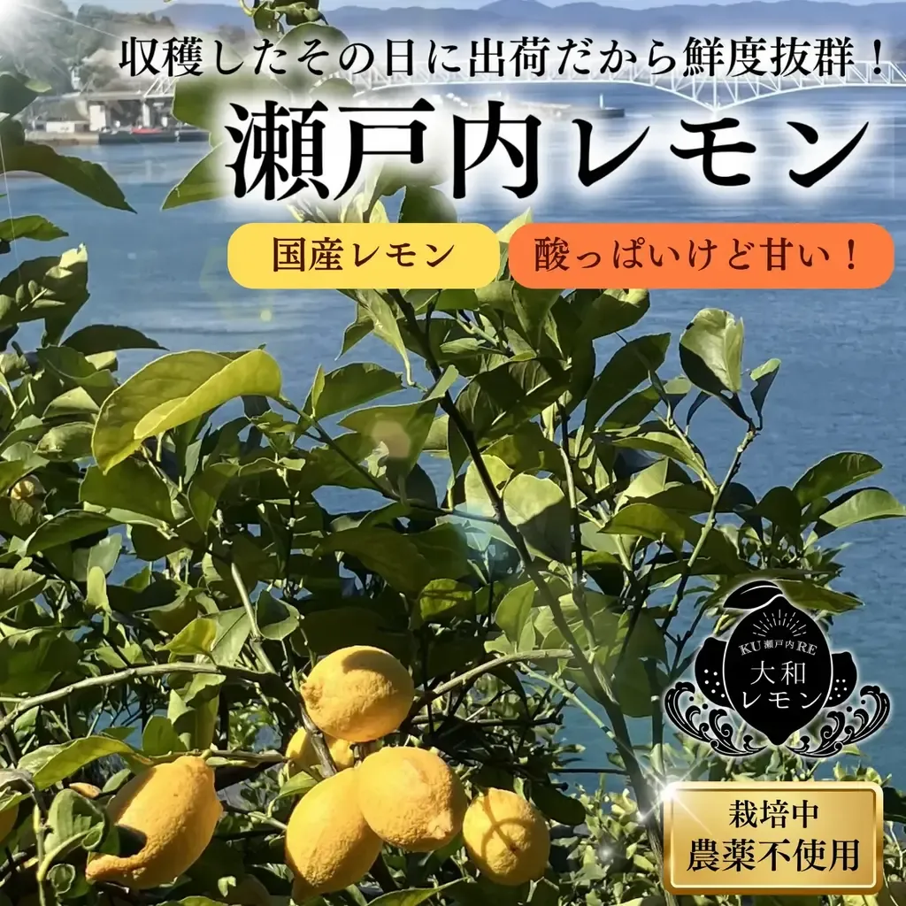 無農薬・広島産瀬戸内レモン 注文後収穫 国本農園 (広島県産) みかん