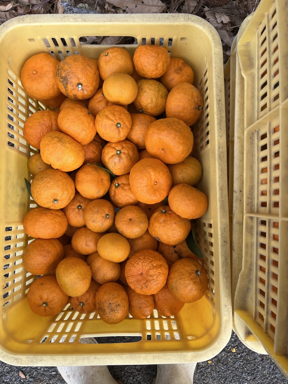 農薬・化学肥料不使用＜はやか＞今までで1番の美味しい柑橘です！
