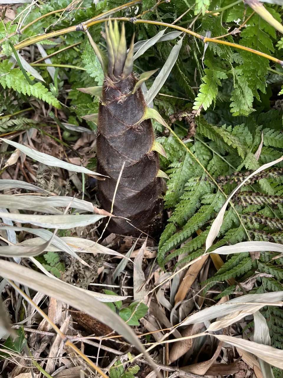 無農薬たけのこ｜朝掘り産地直送｜たべるとくらすと - たべるとくらすと