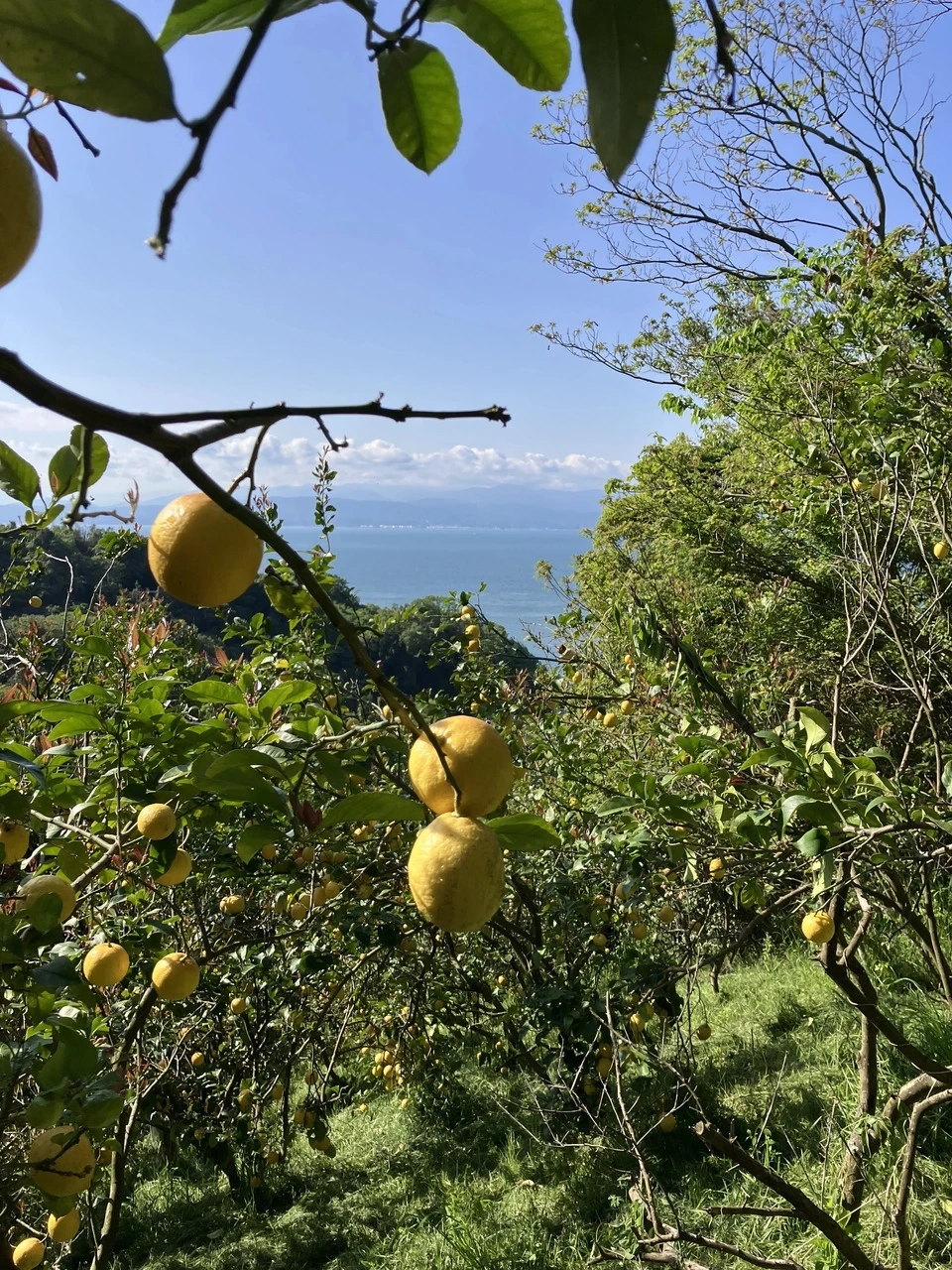 大山様専用