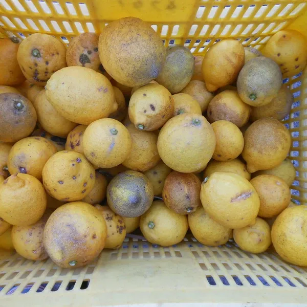 マイヤーレモン　10k箱入り　瀬戸内産無農薬栽培 マイヤーレモン 10k箱入り 瀬戸内産無農薬栽培