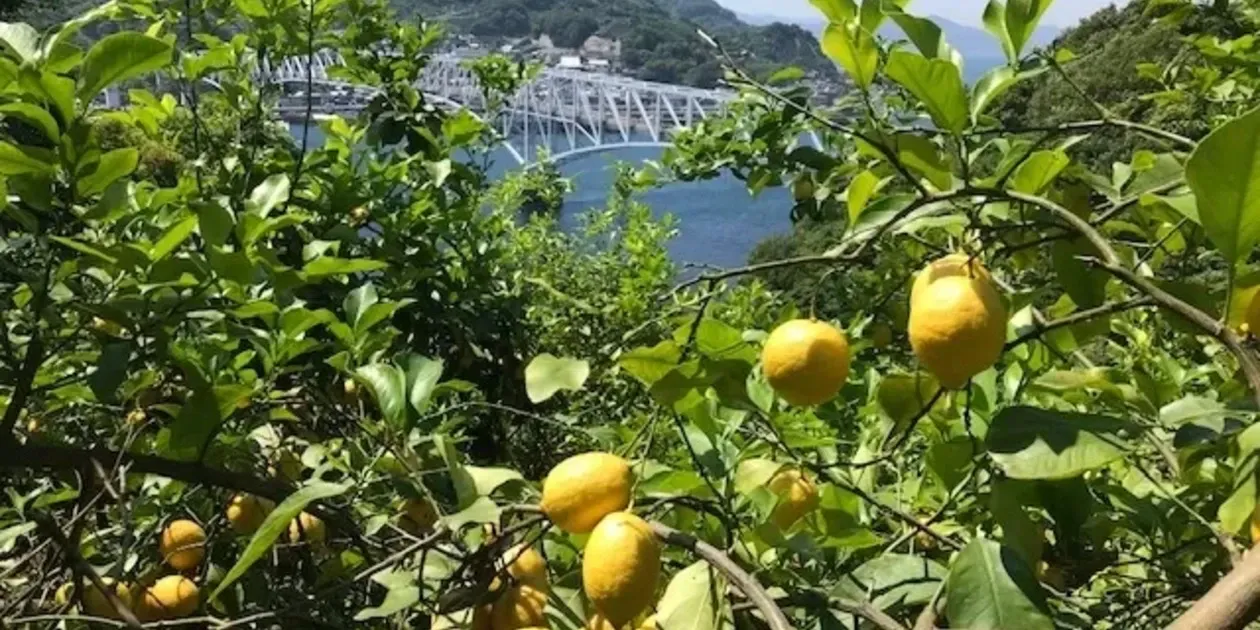 無農薬レモン｜国産・農家直送｜たべるとくらすと - たべるとくらすと