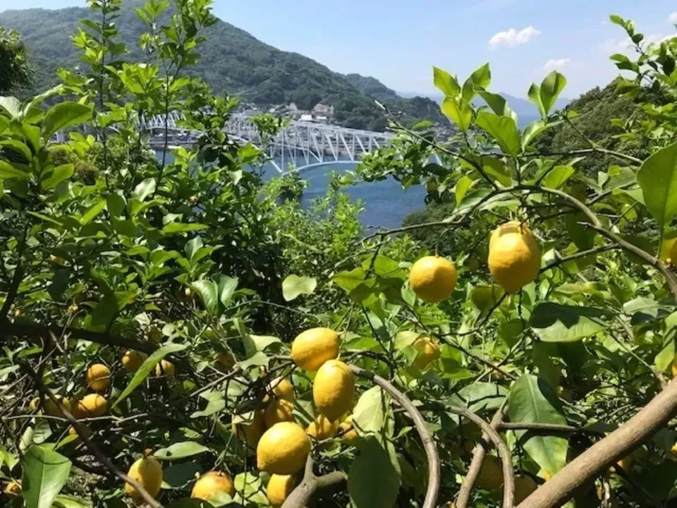 無農薬レモン｜国産・農家直送｜たべるとくらすと - たべるとくらすと