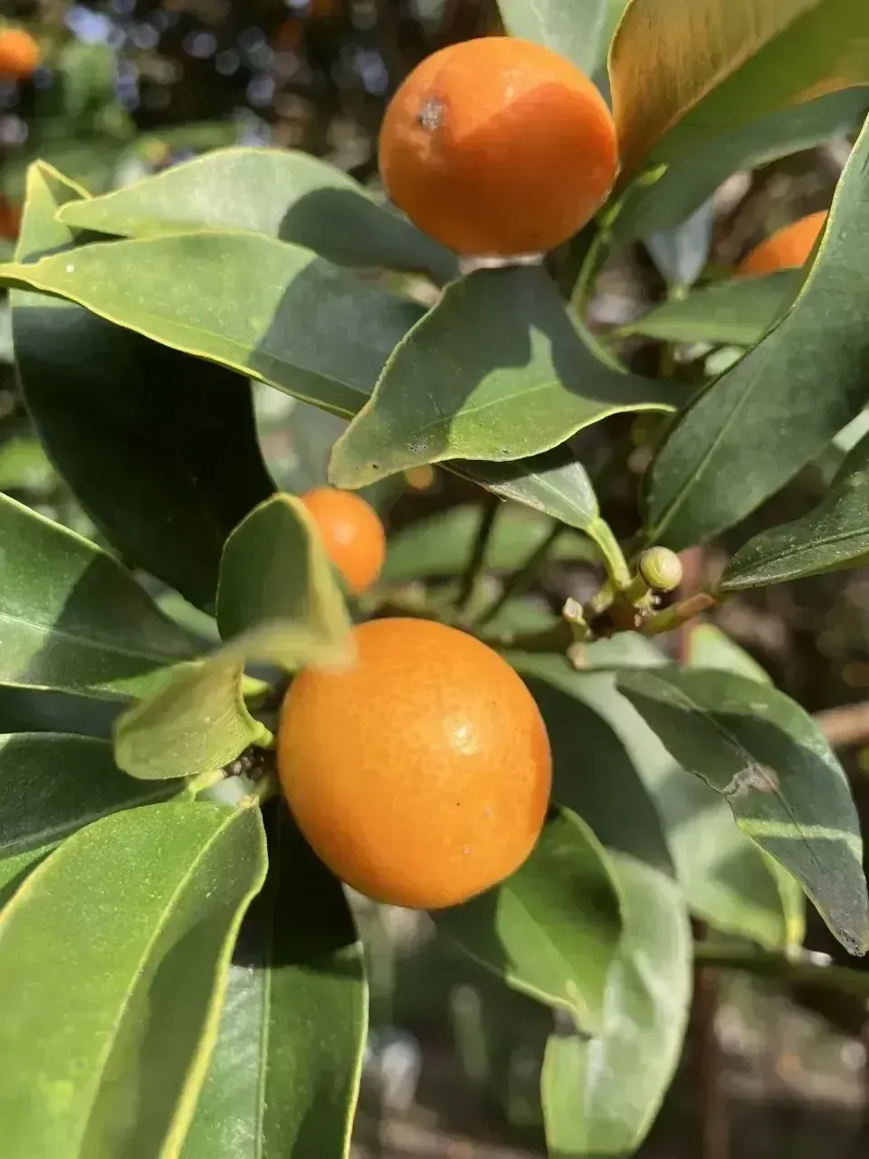 自然栽培＜完熟キンカン＞2キロ美味しさ最高です！ 国本農園 (広島県産