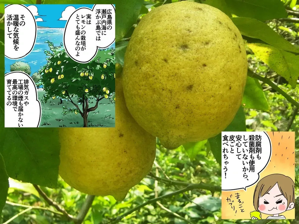 61.国産瀬戸内レモン　農薬不使用　大きめ40〜45個 Ⅰ国産瀬戸内レモン6Kg - メルカリ