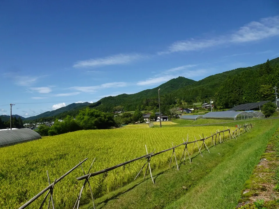 希少な在来種を味わう＜天日干し玄米6品種食べ比べセット＞農薬・肥料・除草剤不使用