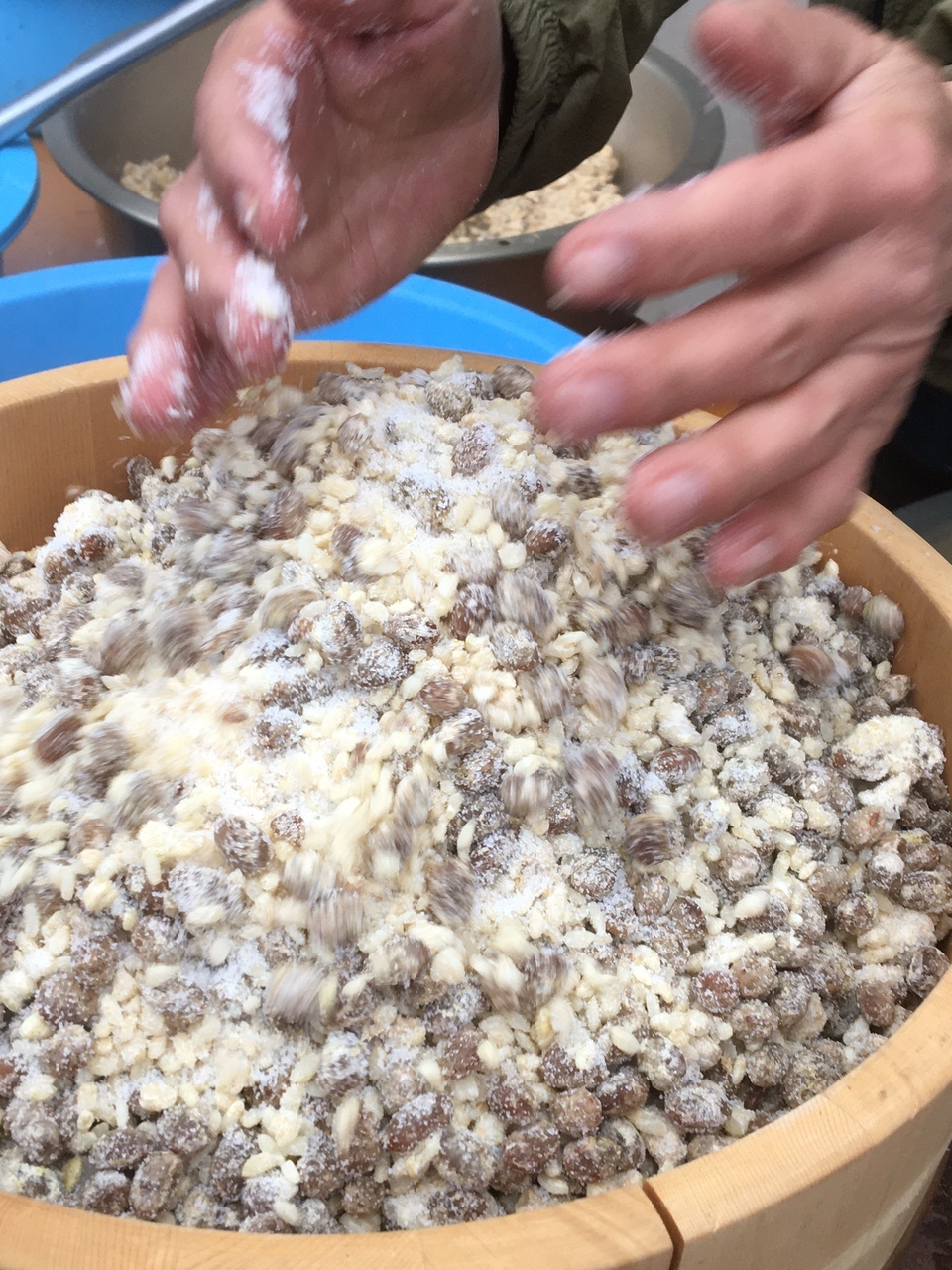 3月13日出来上がり予定！はざかけ干し自家栽培米「亀治」使用＜生こうじ＞ご自宅の手作り味噌に！甘酒に！
