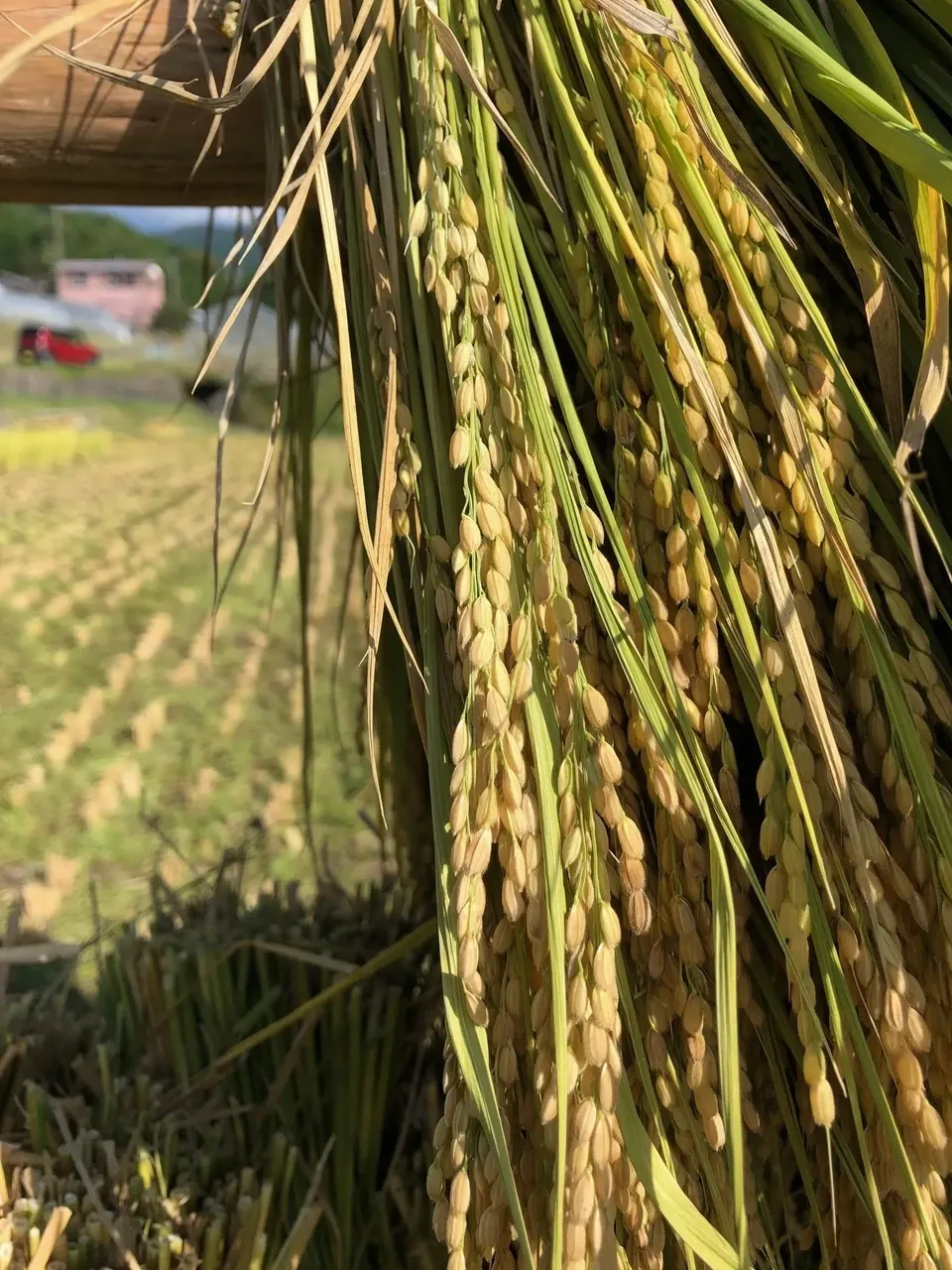 はざかけ干し！２㎏　令和7年産の希少米「前沢」を玄米でお届け