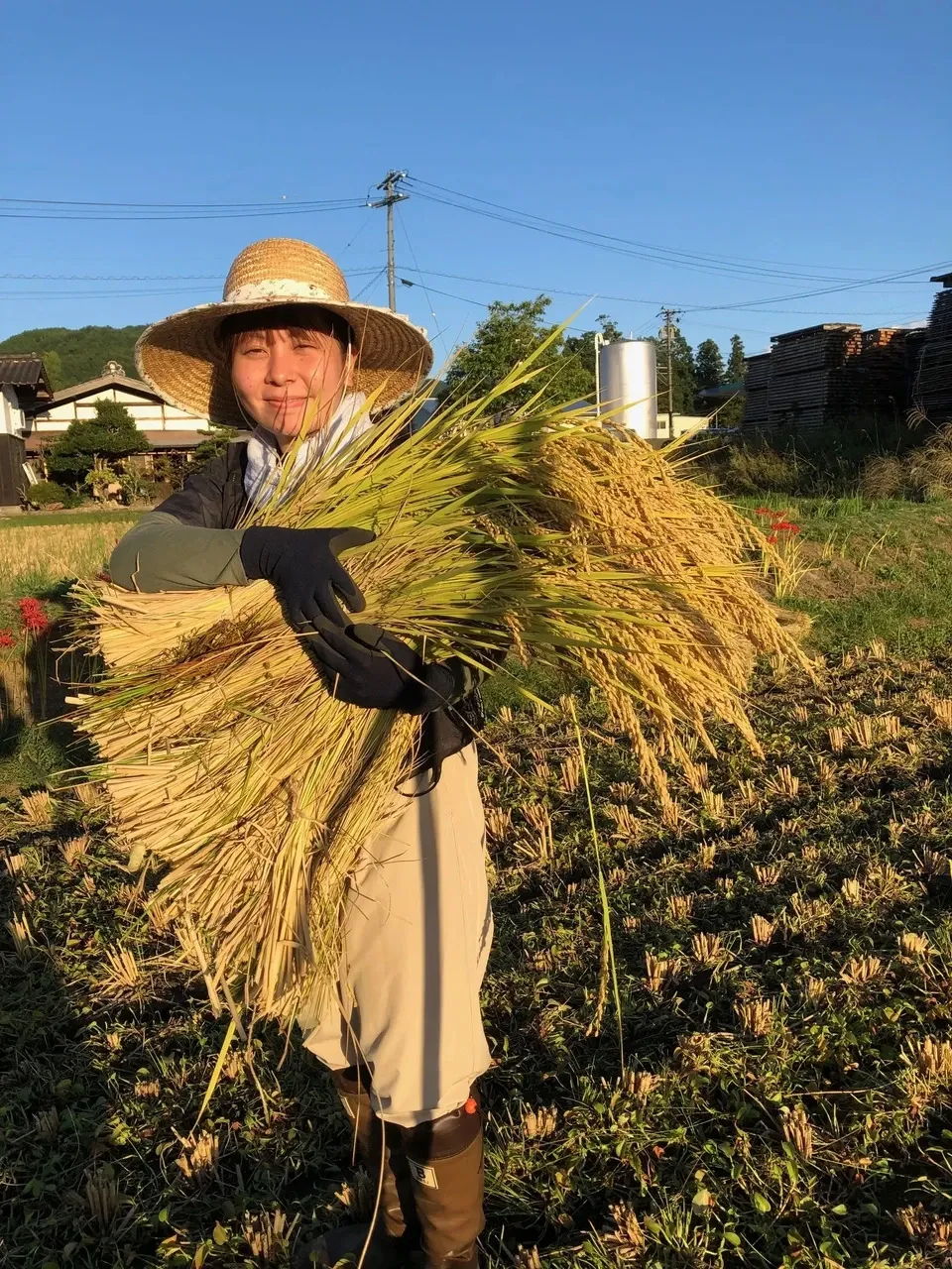 はざかけ干し！２㎏　令和7年産の希少米「日の出撰」を玄米でお届け