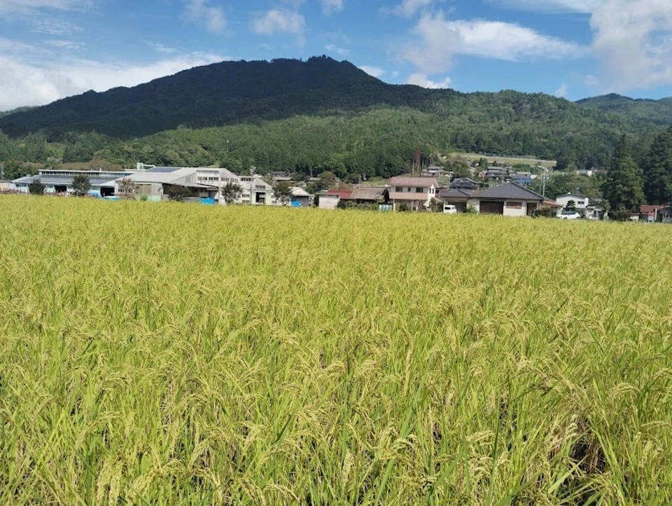 【予約販売】令和8年度産 希少米「亀治」農薬・化学肥料・除草剤不使用
