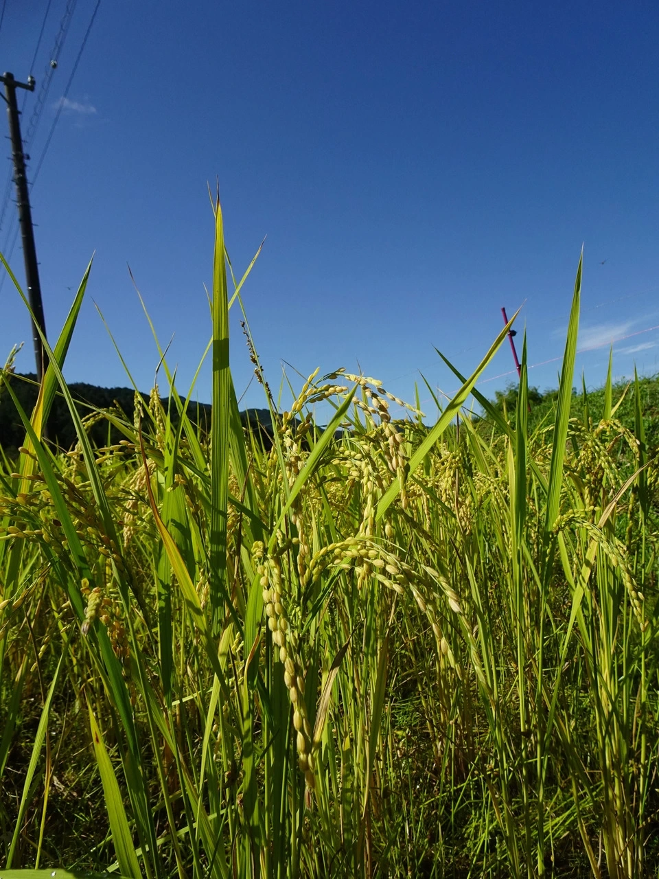 【予約販売】令和8年度産　新米｜イセヒカリ農薬・化学肥料・除草剤不使用