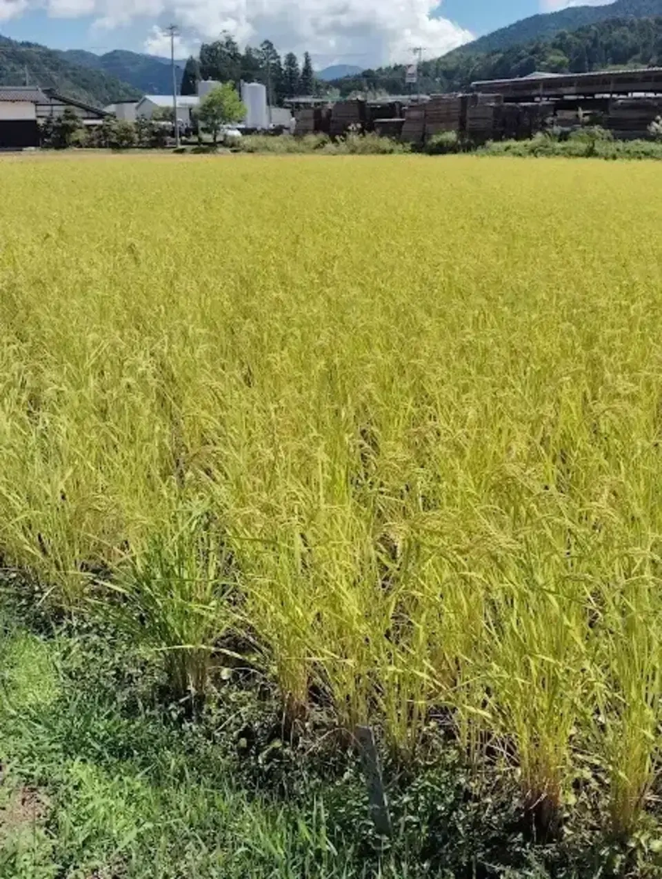 【予約販売】令和8年度産 新米|農林22号