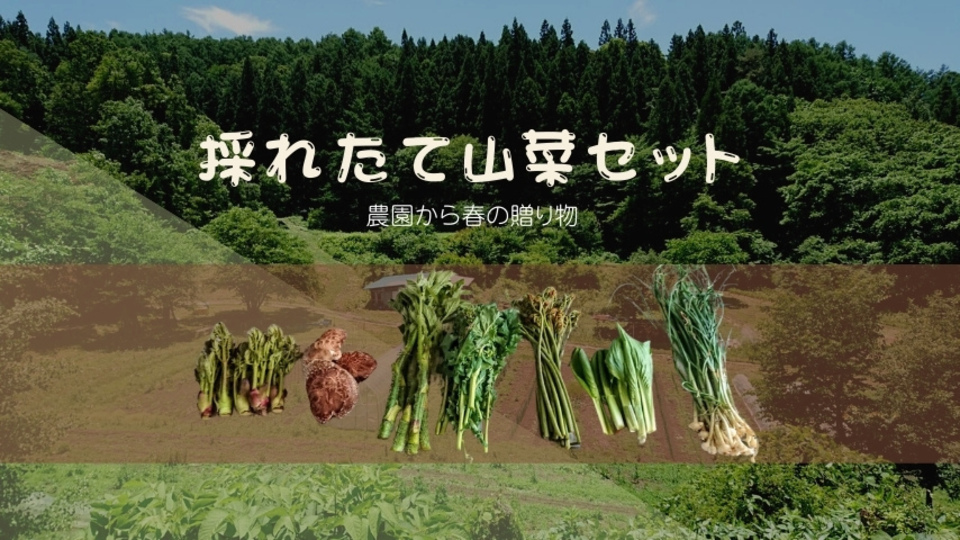 予約開始!【クール便発送】天然<春の山菜セット>飯綱の里山で芽吹いた採れたて山菜の詰め合わせ