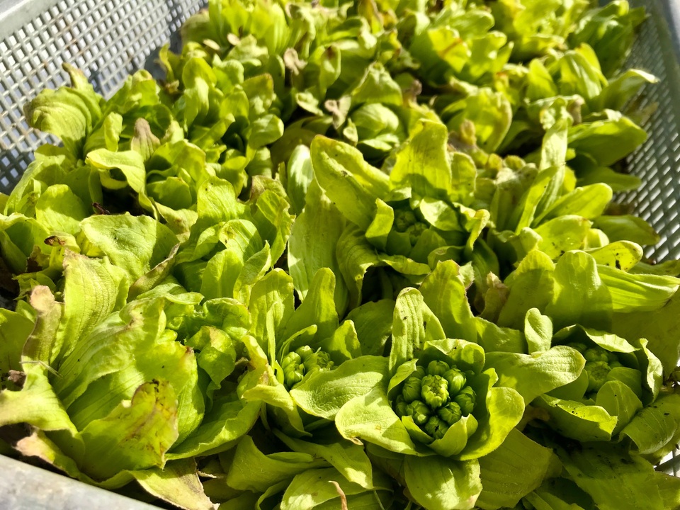 予約開始!【クール便発送】天然<春の山菜セット>飯綱の里山で芽吹いた採れたて山菜の詰め合わせ
