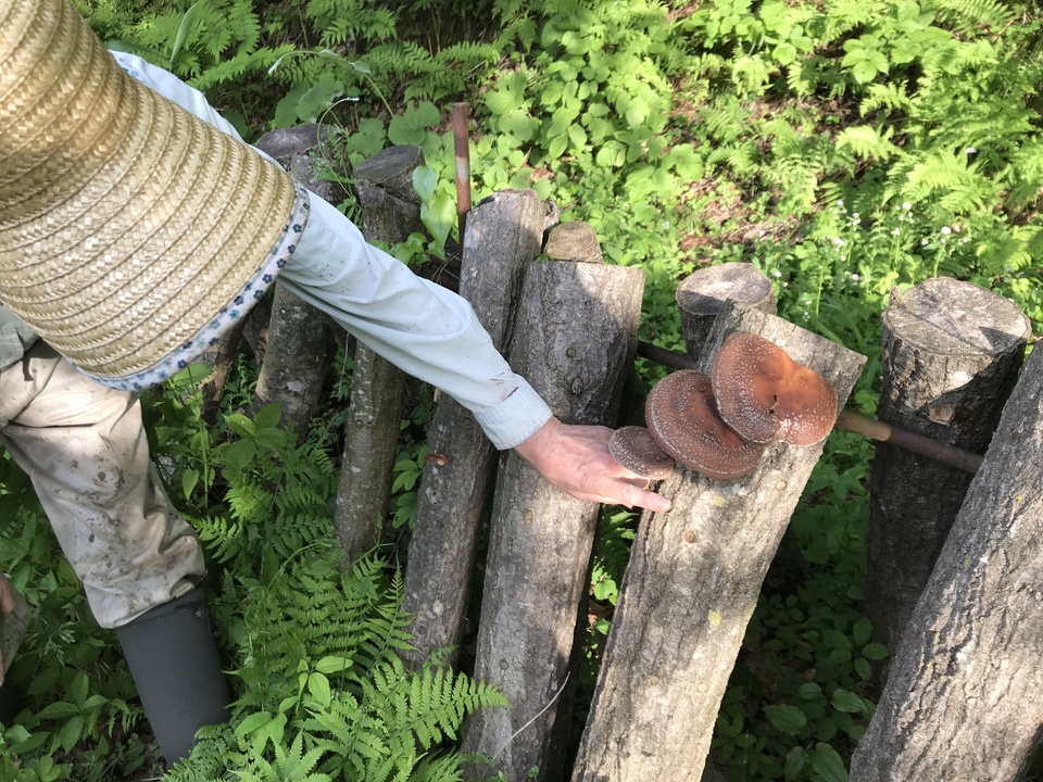 予約開始!【クール便発送】天然<春の山菜セット>飯綱の里山で芽吹いた採れたて山菜の詰め合わせ