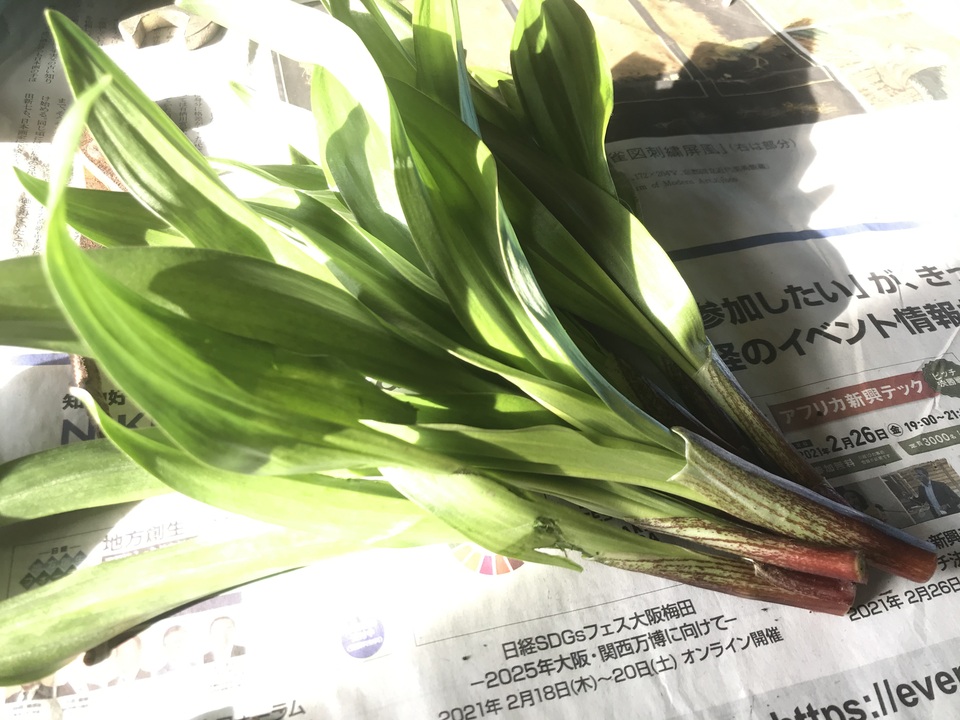 予約開始!【クール便発送】天然<春の山菜セット>飯綱の里山で芽吹いた採れたて山菜の詰め合わせ