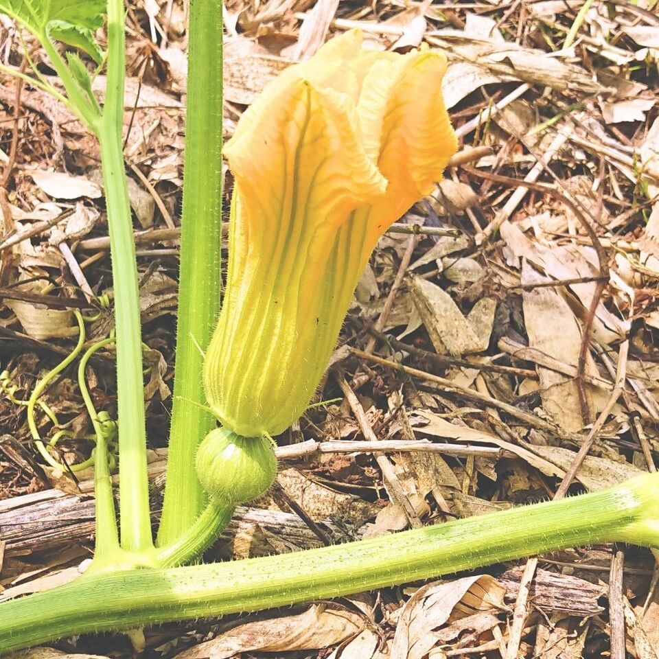 ホクホク!ミニ かぼちゃ【農薬・化学肥料不使用】ほっこり姫