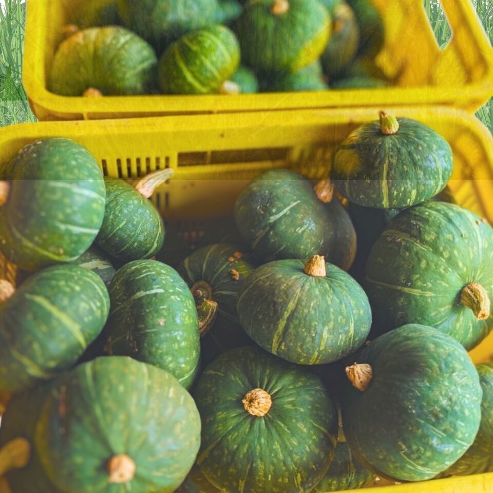 ホクホク！ミニ かぼちゃ【農薬・化学肥料不使用】ほっこり姫 くろ