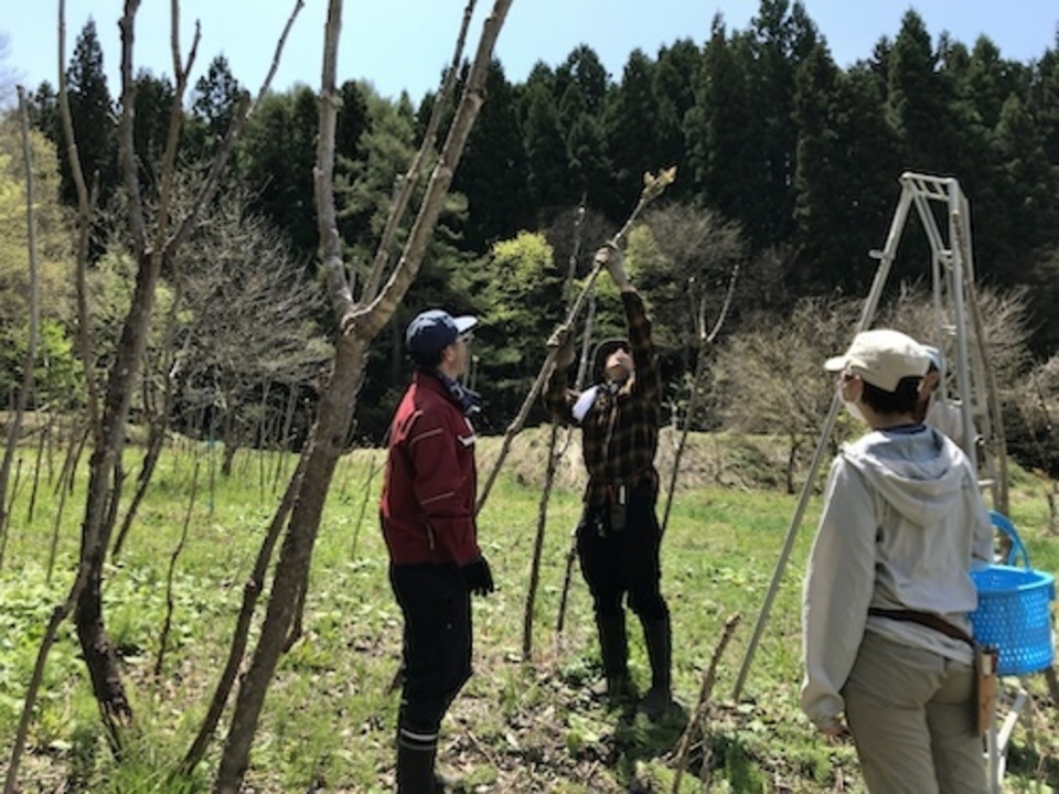 ［常温発送］山菜の王様　たらの芽詰め合わせ