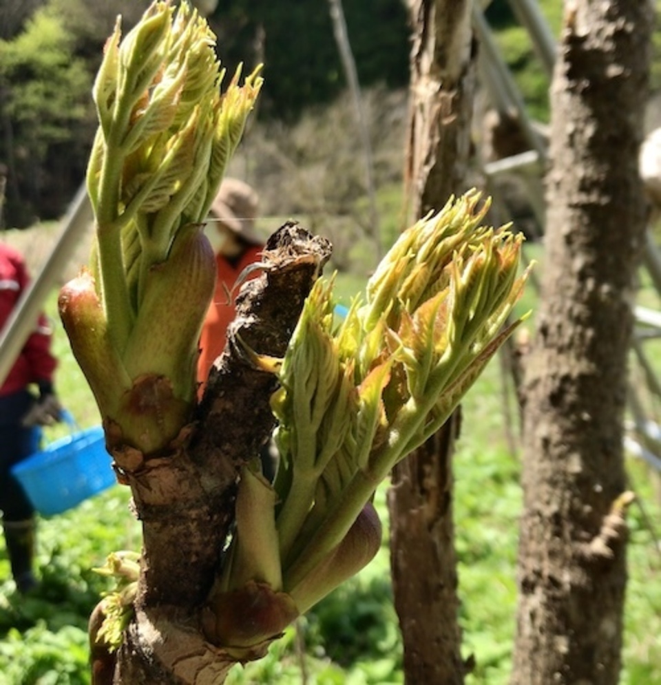 ［常温発送］山菜の王様　たらの芽詰め合わせ