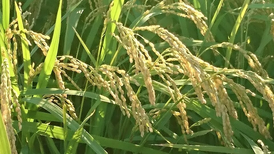 令和7年度産  /　奈良県産！植物性原料100％栽培【自然栽培米玄米】★1等米★１~30㎏
