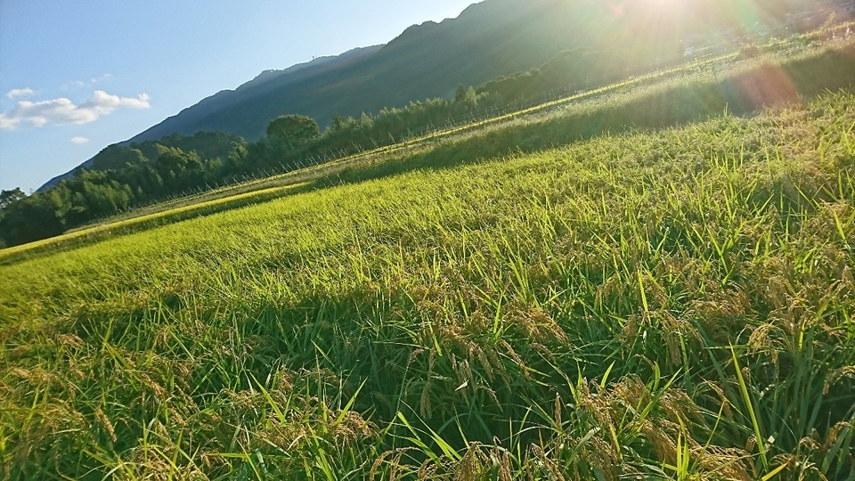 令和7年度産  /　奈良県産！植物性原料100％栽培【自然栽培米玄米】★1等米★１~30㎏