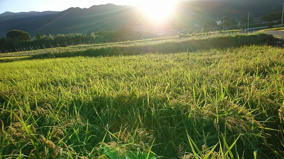 令和5年度産　/　奈良県産有機JAS認証玄米100％使用コシヒカリ1等米